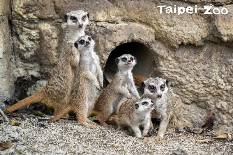台北市動物園的狐獴家族。   圖：台北市動物園/提供