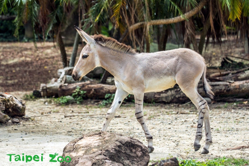 台北市動物園的非洲野驢。   圖：台北市動物園/提供