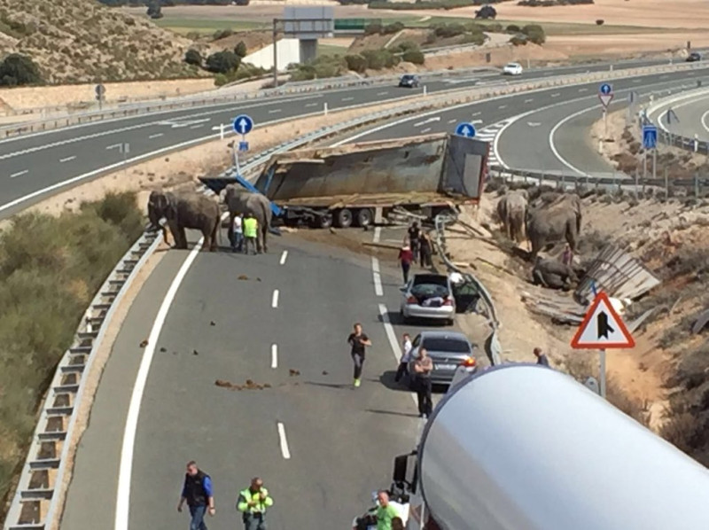 西班牙1輛運載馬戲團大象的貨車，疑似超車不慎，在高速公路翻車，造成車上的大象1死2傷。   圖：翻攝塞拉諾推特