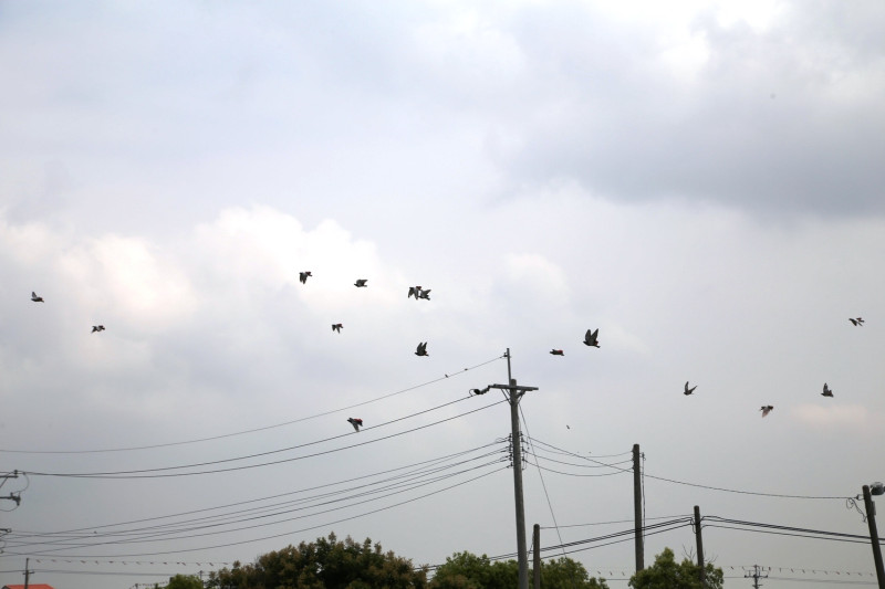 鴿子翱翔在天際。   圖：嘉義縣政府／提供