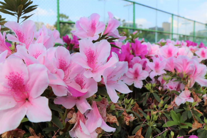 3至4月春暖花開的花季期間，大家能來城南賞花、野餐、聽音樂，歡迎呼朋引伴來參加感受杜鵑花的幸福氛圍！   圖：台北旅遊網FB粉絲專頁/提供