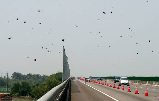 台灣紫斑蝶大規模遷移已展開，國道3號林內段已架好防護網。   圖 : 翻攝自國道高速公路局（資料照片）