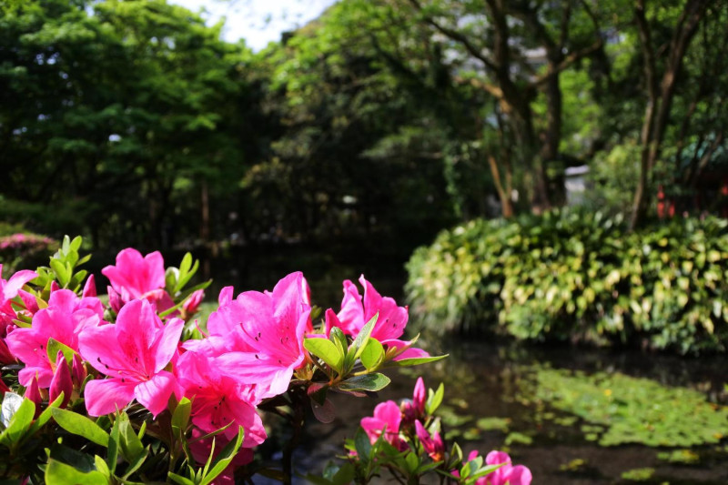 在陽明山花季大家追尋過櫻花的美，現在可以看到大片炫目的杜鵑花海。   圖：台北市工務局公園處／提供
