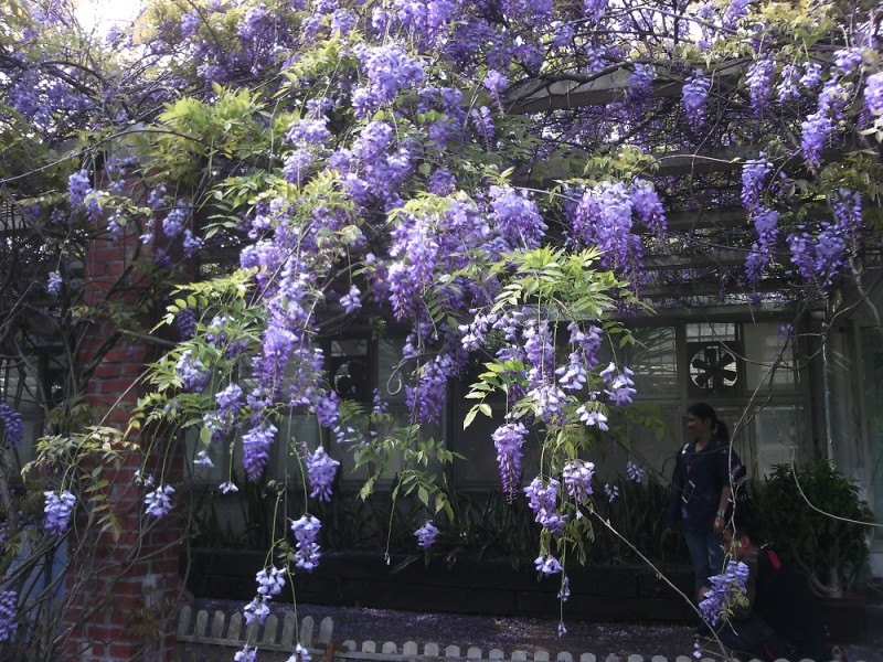 陽明公園茶花杜鵑園的紫藤正在盛開，用紫色瀑布來形容也不為過。   圖：台北市工務局公園處／提供