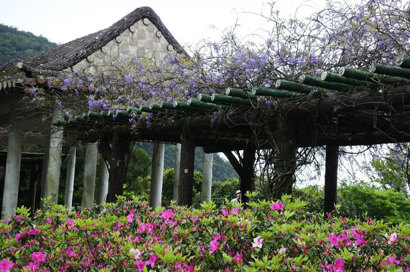杜鵑茶花園紫藤花盛開。   圖：台北市工務局公園處／提供