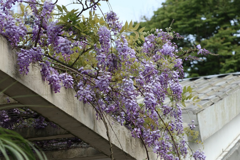 猶如紫色瀑布般的紫藤，是拍照打卡的最佳景點。   圖：台北市工務局公園處／提供