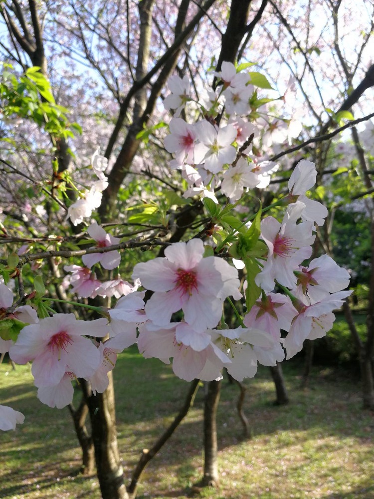 染井吉野櫻這批由日本坐飛機來的嬌客，成為花卉試驗中心最後開的櫻花。   圖：台北市工務局公園處／提供
