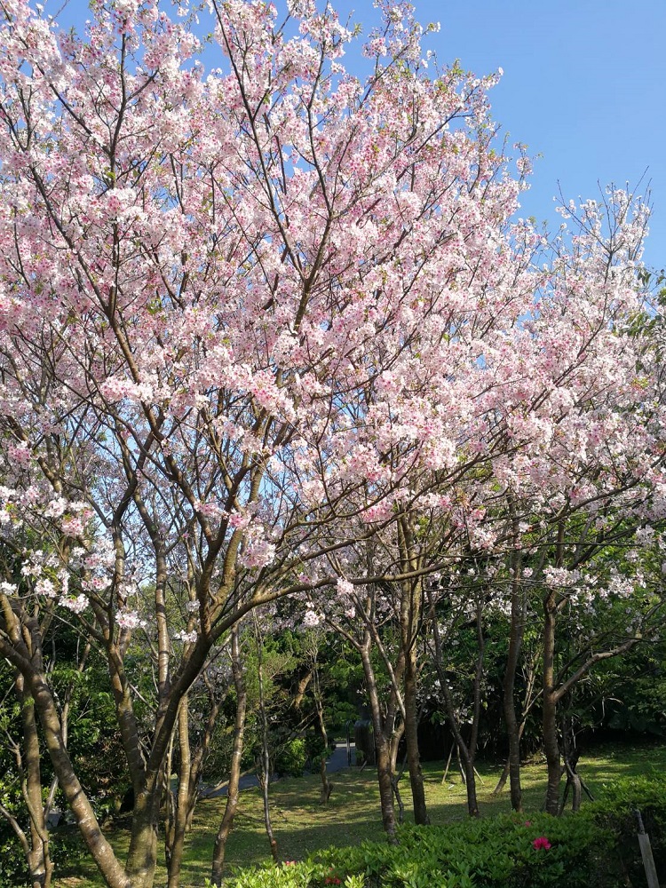 園區24年前受贈一批純種染井吉野櫻，由原本不被看好會存活下來到如今茁壯可以開出滿樹的花朵。   圖：台北市工務局公園處／提供