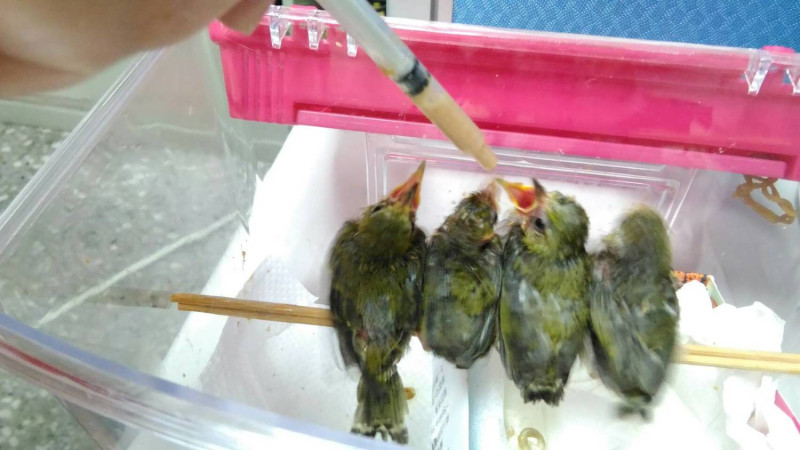 動保處收容落巢綠繡眼雛鳥。   圖：新北市動保處／提供