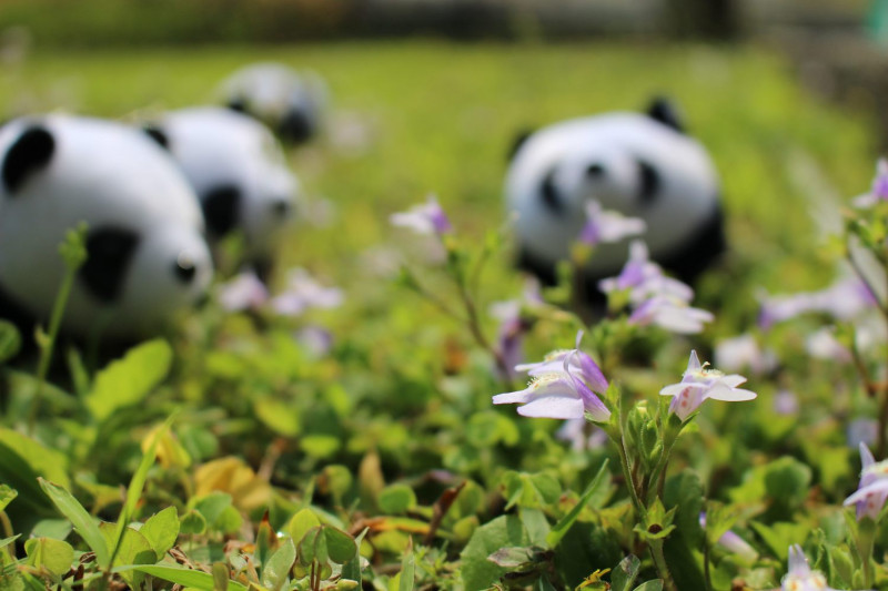 通泉草讓春天的草坪、路旁或田埂增添無限生機。   圖：台北市工務局／提供