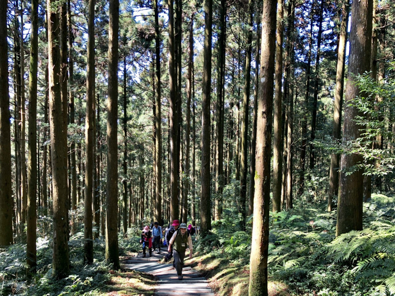 東眼山國家森林遊樂區的柳杉林，可以帶小孩一同來場親山健行之旅！   圖 ：林務局提供