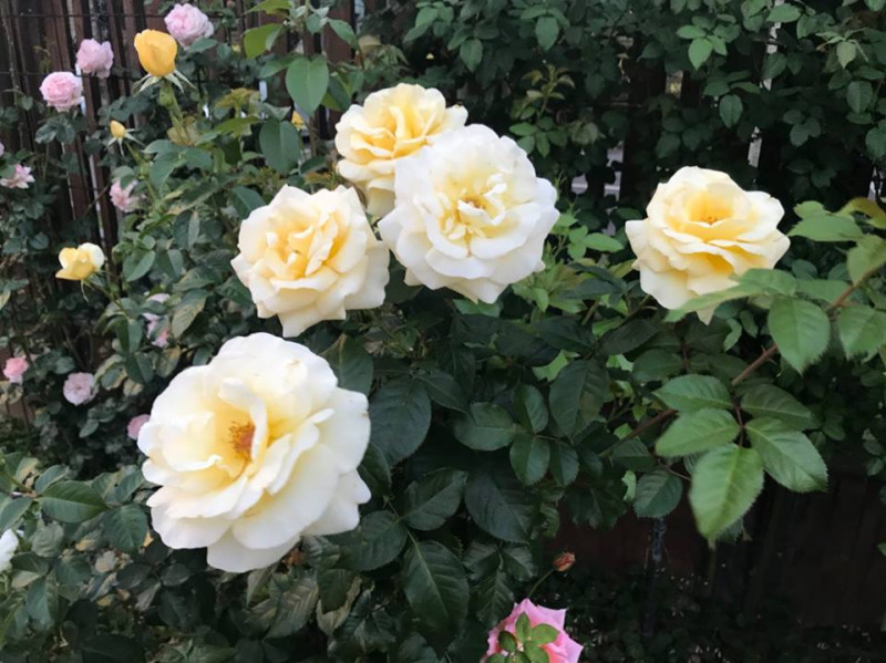 花博公園新生園區的台北玫瑰園是全台玫瑰品種最多的玫瑰園，台北玫瑰園「春季玫瑰展」結合音樂、藝術及傳統技藝，包括古典玫瑰區及現代玫瑰區二區。   圖：台北典藏植物園FB粉絲專頁提供