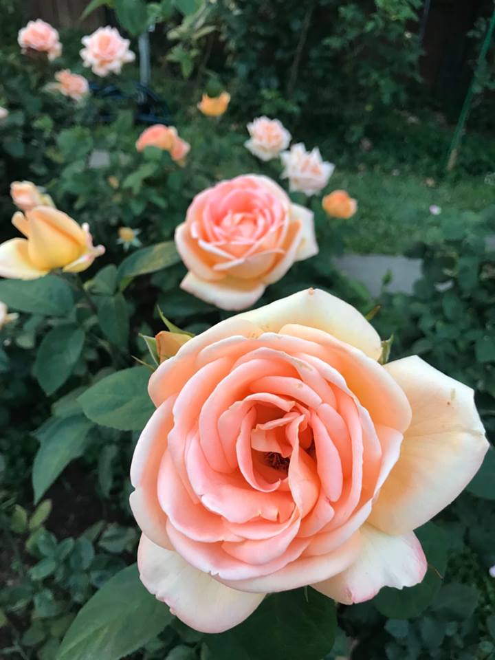 古典玫瑰園區目前以種植茶玫瑰與老玫瑰為主，其中茶玫瑰能適應溫暖的氣候條件，多花且四季常開，長年都是觀賞豔麗玫瑰的季節。   圖：台北典藏植物園FB粉絲專頁提供