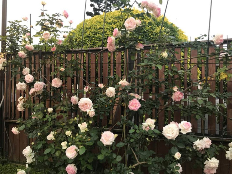 現代玫瑰區有日、德、法、英等多國品種，運用蔓玫、灌木型玫瑰等不同種類玫瑰自然生長的特性，給人有宛如置身歐洲般的異國式浪漫。   圖：台北典藏植物園FB粉絲專頁提供