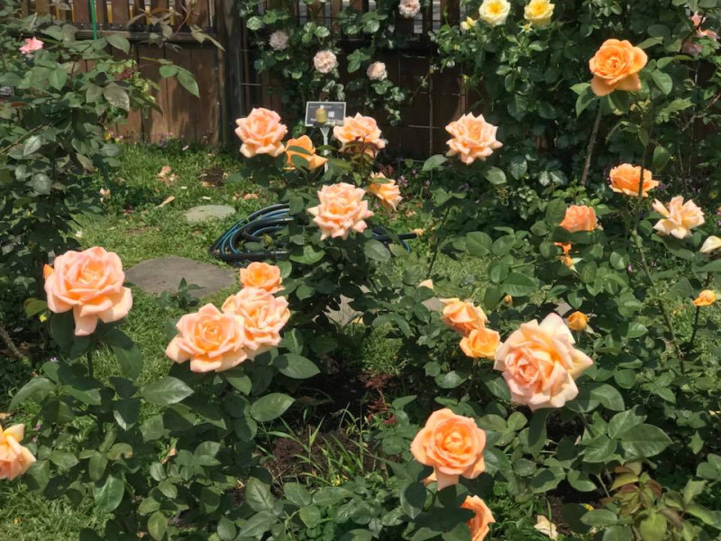新生園區的台北玫瑰園將舉辦「春季玫瑰展」展期至4月15日結束，有日、德、法、英等多國品種，超過700個玫瑰品種、2500株的玫瑰花供觀賞。   圖：花博公園FB粉絲專頁提供