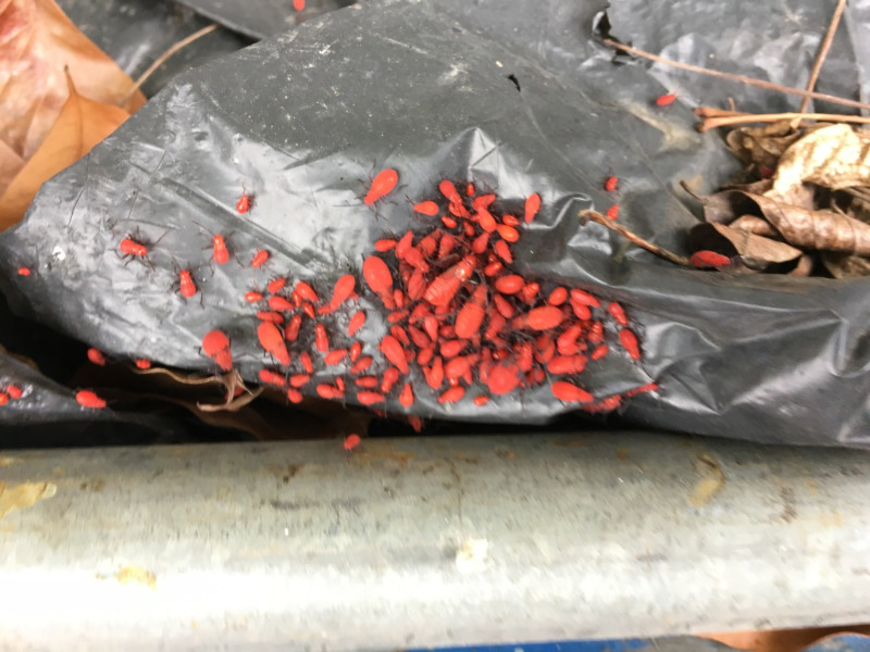 紅姬緣椿象幼蟲。   圖：台中市農業局／提供