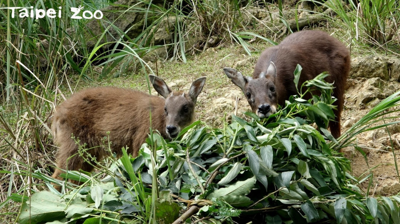野山羊媽媽「長茗」和寶寶「長稻」一起享用早餐。   圖：台北動物園保育網／提供
