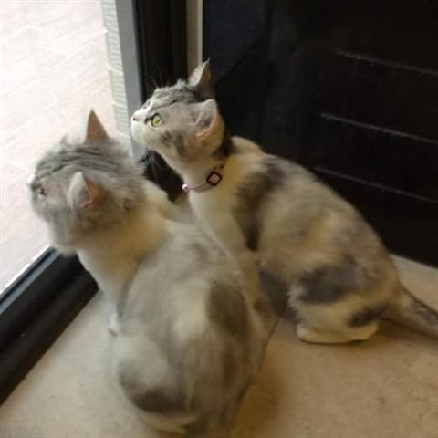 許立明愛貓，臉書大頭貼就是這兩隻花貓賣萌。   圖：翻攝自許立明臉書
