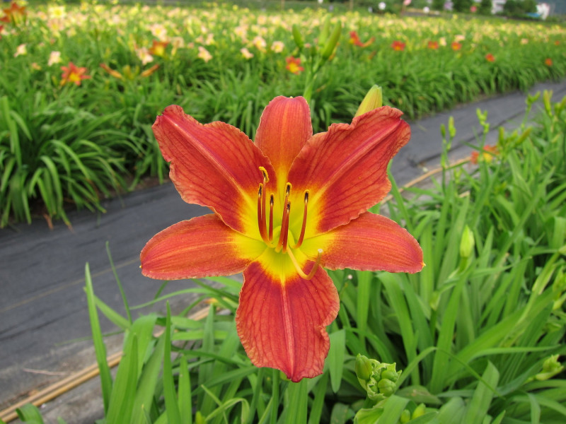 萱草花蓮2號「豔紅佳人」，具有多次抽花莖的特性，可持續開花至9月。   圖：農委會提供