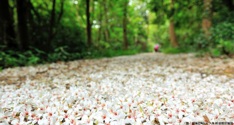 ５月也是外埔桐花盛開的季節，置身白色花海感受清新氣息。   圖：翻攝自Flickr／陳 良道開放權限