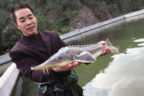 中國大陸廣東省河源市日前傳出一萬多尾養殖中華鱘遭毒死。圖為人工養殖的中華鱘。   圖 : 翻攝自溫州網
