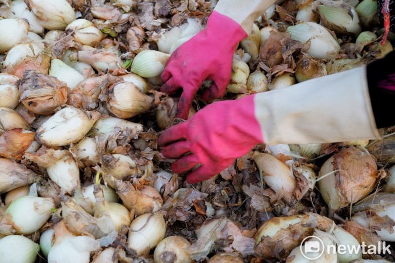 一位阿嬤雙手伸進腐爛的洋蔥堆中，搜尋還可食用的洋蔥。   圖：張良一/攝
