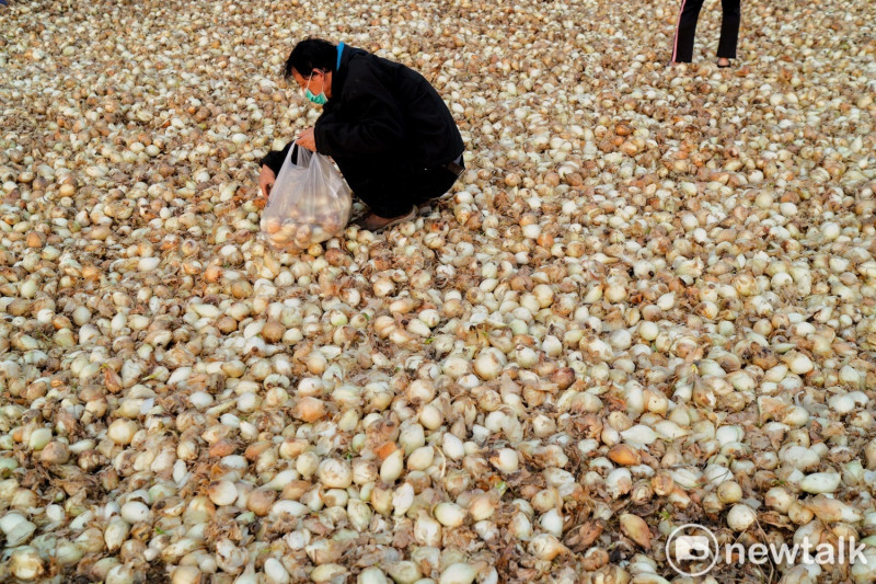 一位民眾蹲在洋蔥堆中揀拾免錢洋蔥。   圖：張良一/攝