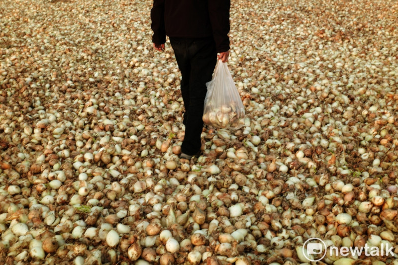 一位民眾拎著一袋剛揀拾的免錢洋蔥走在洋蔥堆上。   圖：張良一/攝