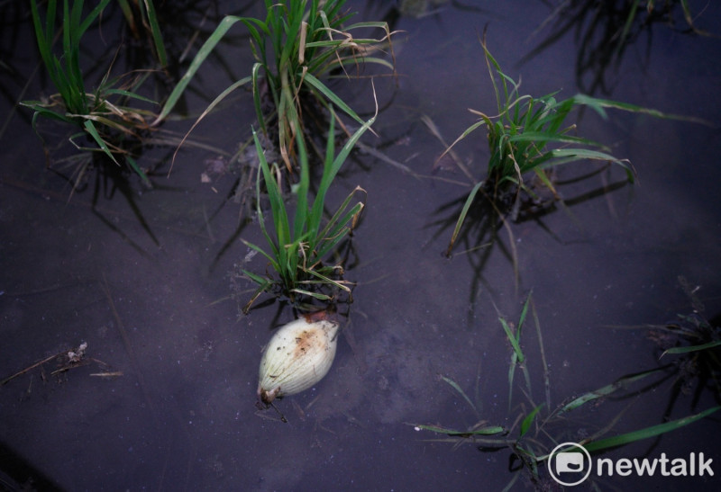 掉落在稻田裡的洋蔥，直接回歸土地，變成稻子的養份。   圖：張良一/攝