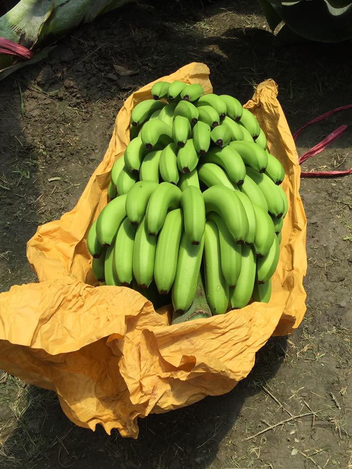 光電農棚採用網室栽種出來的香蕉，品質優。   圖 : 高茹萍/ 提供
