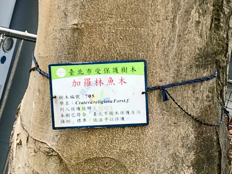 台電魚木因屬珍貴外來加羅林魚木，是台北市政府文化局樹木編號第705號的「受保護樹木」。   圖：台電／提供