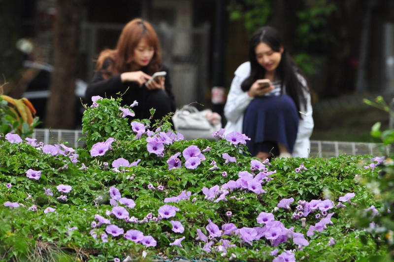 花辦為淡紫的色調成群，一同去四四南村找回春季開花的好心情吧！   圖 ：台北旅遊網FB粉絲專頁提供