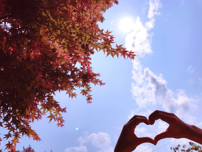 菁山槭樹每年4月底及12月初會有兩次槭紅，現正逢春末之際，槭樹油然初生，嫩葉隨風飄逸的畫面，壯觀且擁有濃厚的異國氛圍。   圖：台北市政府提供