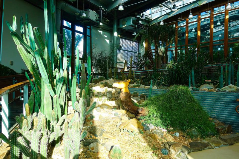 藝術展還有在城市少見的仙人掌等動植物展示，讓參觀朋友進一步藉著植物的療癒力促進身、心、靈的益康。   圖：台北旅遊網提供