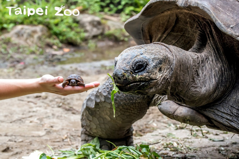 亞達伯拉象龜寶寶在爸媽旁邊，體型差近千倍！   圖：翻攝自台北市立動物園／提供