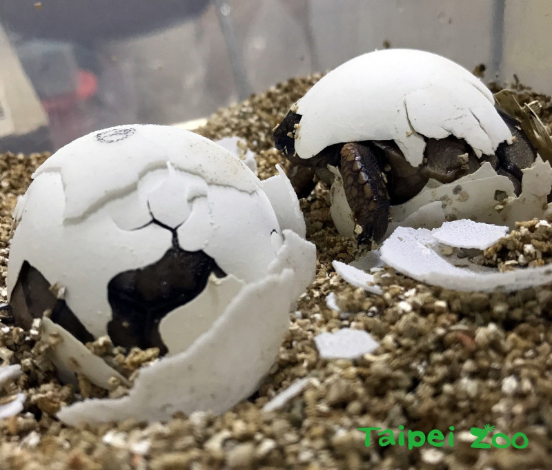 亞達伯拉象龜的小寶寶破殼而出！   圖：翻攝自台北市立動物園／提供