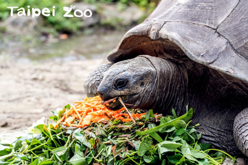 保育員為亞達伯拉象龜準備營養豐富的蔬菜大餐。   圖：翻攝自台北市立動物園／提供