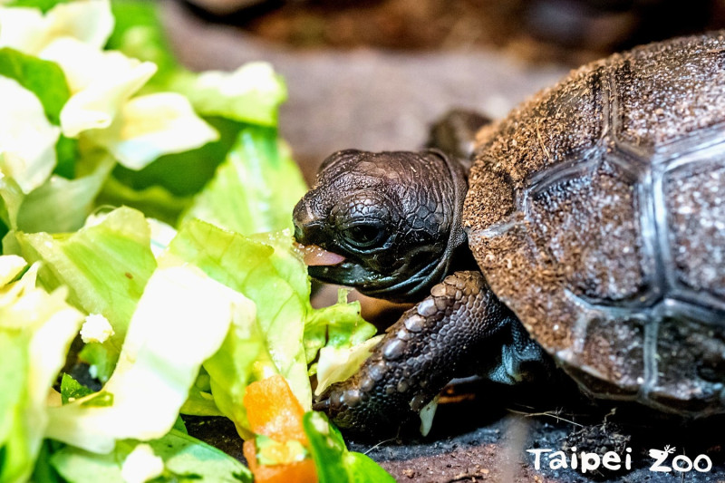 龜寶寶要多吃一點才能長的像爸爸媽媽一樣強壯！   圖：翻攝自台北市立動物園／提供