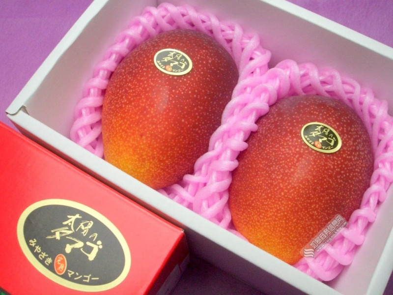 日本的太陽之子芒果相當名貴。   圖 : 翻攝自中國水菓門戶
