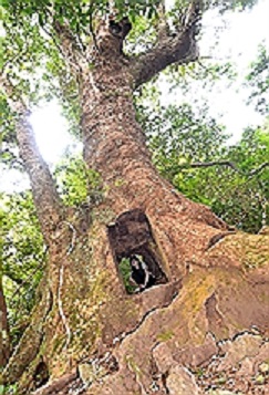 台東利嘉林道一棵千年牛樟古木，樹頭遭山老鼠偷盜開腸破肚，6年來依然挺立在山區。   圖 : 中央社