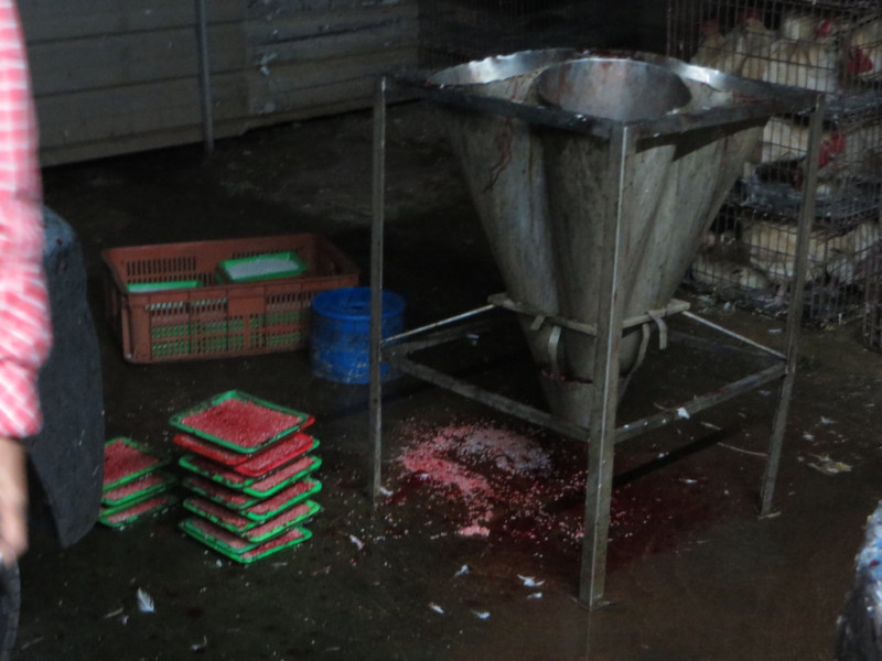 違法屠宰聯合查緝小組在此三件案件中共查獲雞隻屠體154隻，總重320公斤。   圖：嘉義縣政府/提供