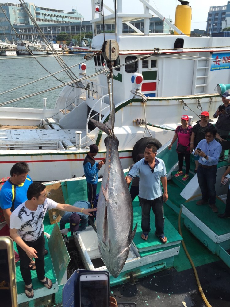 這是自2002年開始舉辦黑鮪魚季的「第一鮪拍賣會」以來，第6次由東港籍船長捕獲的「第一鮪」   圖：屏東縣政府/提供