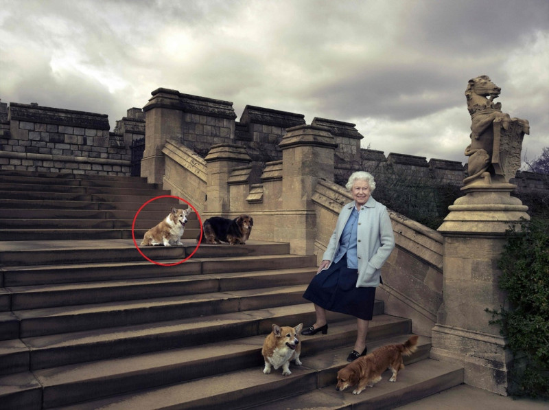 英國女王愛犬「Willow」（左）深受癌症病痛所苦，女王忍痛讓牠安樂死。圖為女王90大壽時，與4隻愛犬合影。      圖：翻攝英國皇室官網
