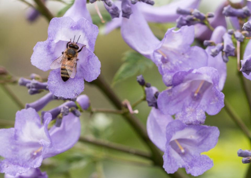 就連蜜蜂也抵擋不住藍花楹的魅力前來取蜜。   圖：翻攝自「吳芳銘」臉書／提供