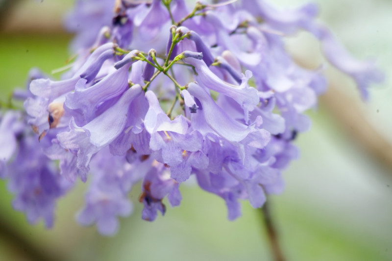 藍花楹分類上屬紫葳科（Bignoniaceae）紫雲木屬（Jacaranda），花期4至6月，果期5至9月。    圖：翻攝自Flickr／ezplay_sam提供
