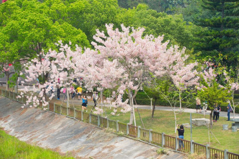 嘉義縣竹崎公園花旗木，現正綻放著粉紅的風采，為溪畔和公園添色增輝。   圖：翻攝自吳芳銘FB粉絲團提供