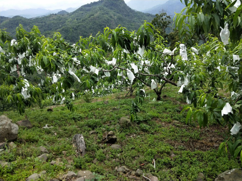 那瑪夏的水蜜桃是初夏生產的「五月桃」，種植面積約40公頃，但因種植面積少、風味獨特，集中在達卡努瓦、瑪雅及南沙魯，還有龍鬚菜種植面積約8公頃，但產期短更顯珍貴。   圖：高雄市農業局/提供