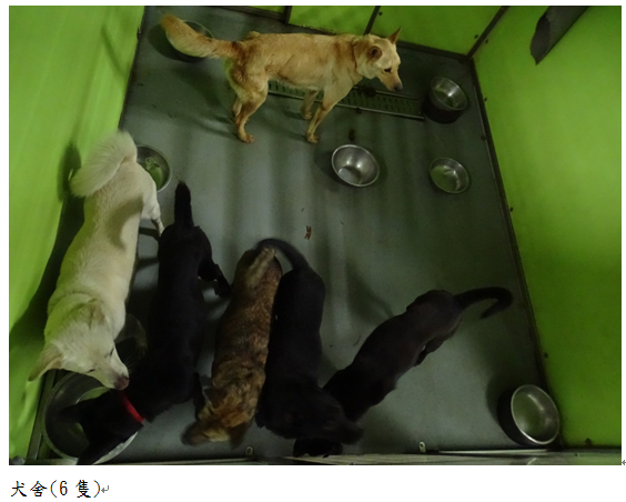 流浪狗2坪收容籠擠6隻狗。   圖：周柏雅辦公室/提供