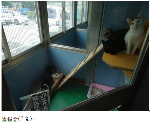 周柏雅批評5坪貓舍擠了17隻貓，流浪動物生活品質堪慮。   圖：周柏雅辦公室/提供