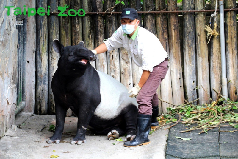 近期保育員開始讓「貘克」接受減敏、親近訓練，所以想一睹「貘克」風采的朋友們也請別心急，未來牠將在熱帶雨林館與大家見面！   圖：台北市動物園提供